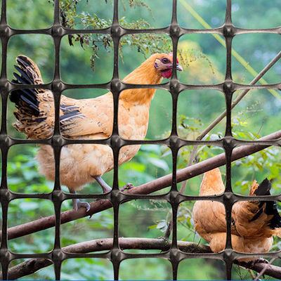 Réseau géographique biaxial noir normal essentiel pour l'élevage de poulets Clôture en plastique dans le lit de la route