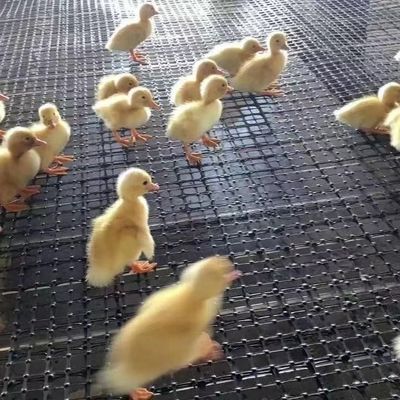 Cage de reproduction de poulets et d'oie certifiée CE/ISO9001 avec géogridée biaxielle renforcée