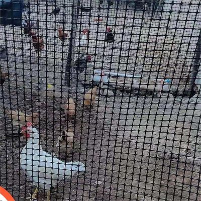 Cage de reproduction de poulets et d'oie certifiée CE/ISO9001 avec géogridée biaxielle renforcée