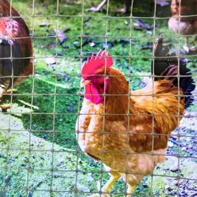 Rameau géogrid biaxial de style chinois pour poulet