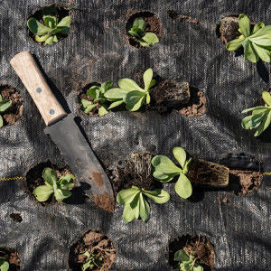 Tapis de paysage en géotextile tissé pour la protection des plantes et la conception paysagère contemporaines