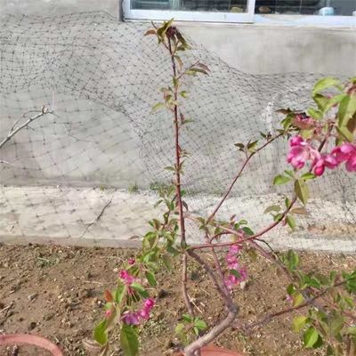 Réseau anti-oiseaux en PP/HDPE de 13 gm pour la protection des cultures et des arbres fruitiers