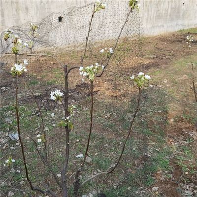 Réseau anti-oiseaux pour poulet dans le jardin du verger du vignoble BOP PP en plastique 2 cm