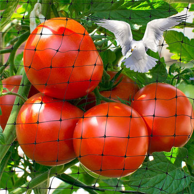 Protégez votre jardin avec des filets en plastique de coupe Agriculture Réseau anti-oiseaux UV 25g/m2