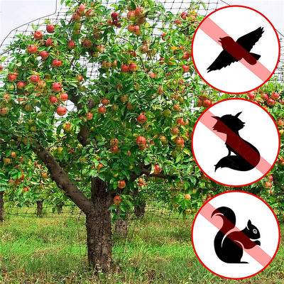 Protégez votre jardin avec des filets en plastique de coupe Agriculture Réseau anti-oiseaux UV 25g/m2