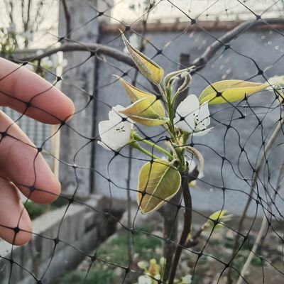 Clôture agricole en PP traitées UV anti-oiseaux et insectes avec certificat CE ISO