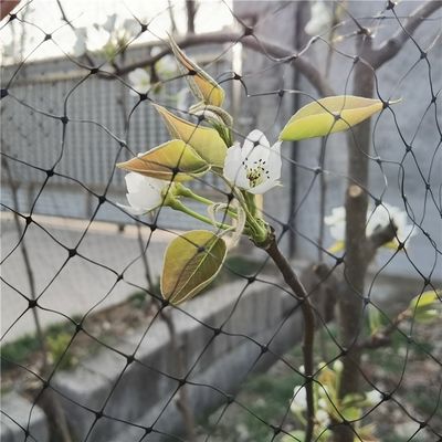 Réseau anti-oiseaux 40mesh PP pour insectes agricoles